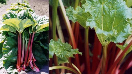 Turkey rhubarb Rheum palmatum